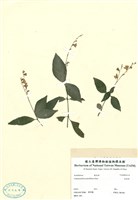 藏品(針刺草)的圖片